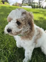 Pansy, a female Cavapoo for sale in Ionia, IA – 5 of 5