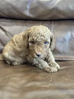 Rusty, a male Miniature Goldendoodle for sale in Ionia, IA – 5 of 5