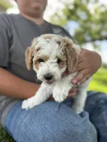 Pansy, a female Cavapoo for sale in Ionia, IA – 3 of 5