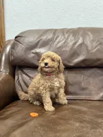 Betsy, a female Miniature Goldendoodle for sale in Ionia, IA – Photo 2 of 8