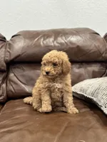Betsy, a female Miniature Goldendoodle for sale in Ionia, IA – Photo 6 of 8
