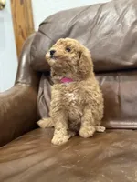 Betsy, a female Miniature Goldendoodle for sale in Ionia, IA – Photo 3 of 8