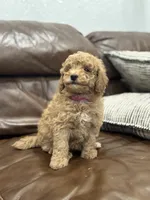 Betsy, a female Miniature Goldendoodle for sale in Ionia, IA – Photo 7 of 8