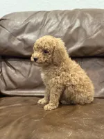 Betsy, a female Miniature Goldendoodle for sale in Ionia, IA – Photo 4 of 8