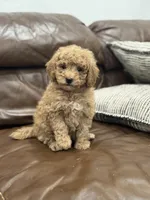 Betsy, a female Miniature Goldendoodle for sale in Ionia, IA – Photo 1 of 8