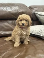 Betsy, a female Miniature Goldendoodle for sale in Ionia, IA – Photo 8 of 8
