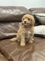 Betsy, a female Miniature Goldendoodle for sale in Ionia, IA – Photo 5 of 8