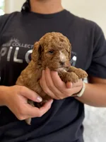 Ruby, a female Miniature Goldendoodle for sale in Ionia, IA – 1 of 7