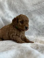 Rebel, a male Miniature Goldendoodle for sale in Ionia, IA – 5 of 5