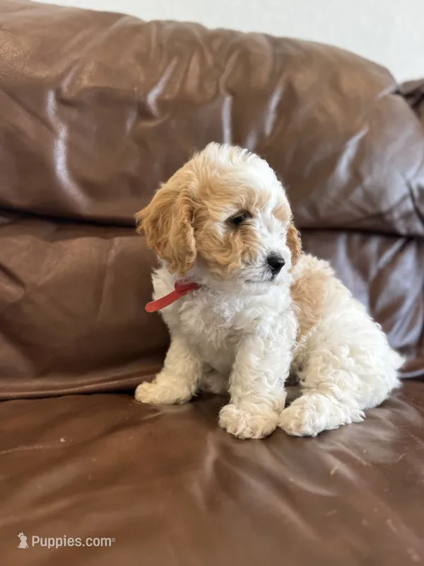Prince – Cavapoo puppy for sale in Ionia, IA