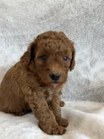Roxy, a female Miniature Goldendoodle for sale in Ionia, IA – 5 of 5