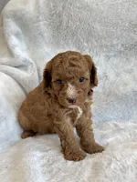 Ruby, a female Miniature Goldendoodle for sale in Ionia, IA – 5 of 7