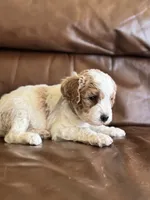 Paul, a male Cavapoo for sale in Ionia, IA – 4 of 5