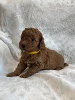 Roxy, a female Miniature Goldendoodle for sale in Ionia, IA – 4 of 5
