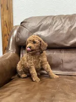 Lillian, a female Miniature Goldendoodle for sale in Ionia, IA – Photo 6 of 6