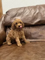 Lillian, a female Miniature Goldendoodle for sale in Ionia, IA – Photo 1 of 6