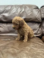 Lillian, a female Miniature Goldendoodle for sale in Ionia, IA – Photo 2 of 6