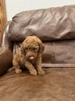 Lillian, a female Miniature Goldendoodle for sale in Ionia, IA – Photo 3 of 6