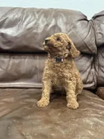 Lillian, a female Miniature Goldendoodle for sale in Ionia, IA – Photo 4 of 6