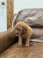 Lillian, a female Miniature Goldendoodle for sale in Ionia, IA – Photo 5 of 6