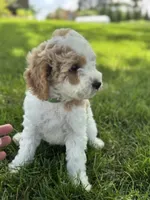 Pansy, a female Cavapoo for sale in Ionia, IA – 2 of 5