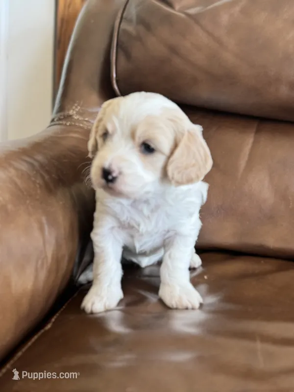 Patti – Cavapoo puppy for sale in Ionia, IA