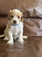 Parker, a male Cavapoo for sale in Ionia, IA – 3 of 5