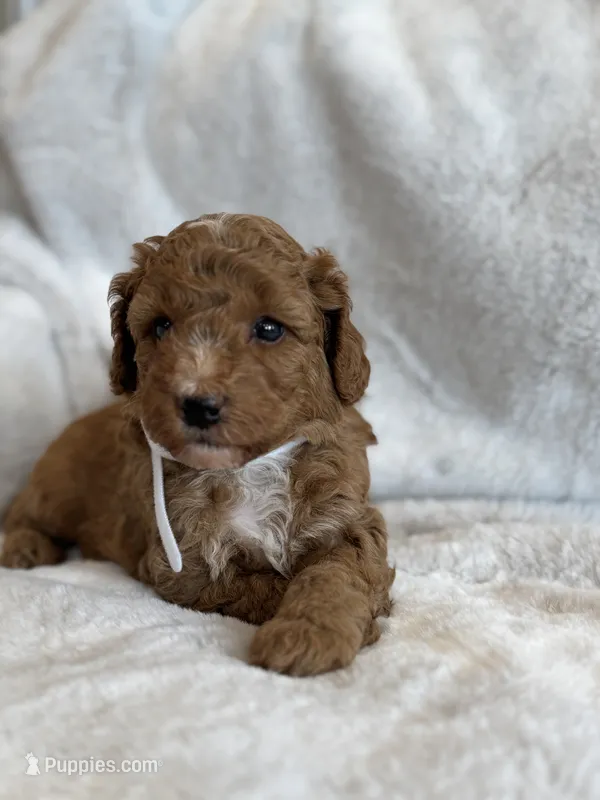 Rascal – Miniature Goldendoodle puppy for sale in Ionia, IA