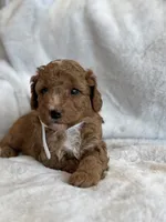 Rascal, a male Miniature Goldendoodle for sale in Ionia, IA – 1 of 7