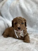 Rascal, a male Miniature Goldendoodle for sale in Ionia, IA – 7 of 7