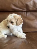 Prince, a male Cavapoo for sale in Ionia, IA – 6 of 7