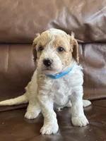 Parker, a male Cavapoo for sale in Ionia, IA – 5 of 5