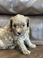 Riddle, a male Miniature Goldendoodle for sale in Ionia, IA – 4 of 5