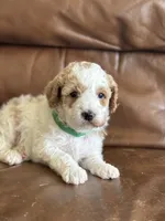 Pansy, a female Cavapoo for sale in Ionia, IA – 1 of 5