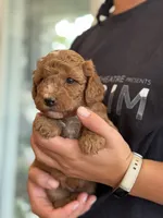 Rascal, a male Miniature Goldendoodle for sale in Ionia, IA – 3 of 7