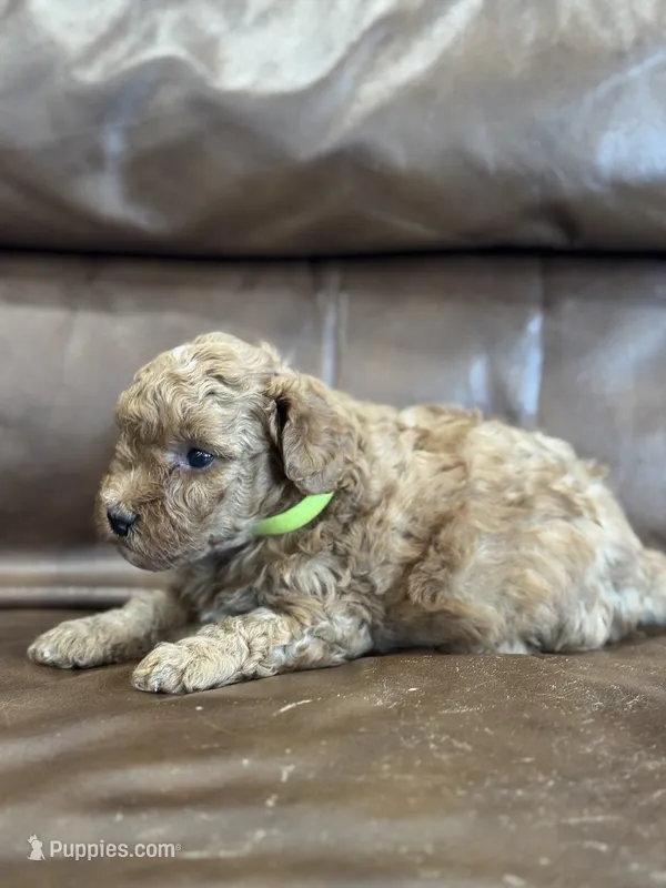 Riddle – Miniature Goldendoodle puppy for sale in Ionia, IA