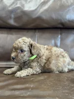 Riddle, a male Miniature Goldendoodle for sale in Ionia, IA – 1 of 5