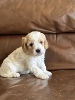 Prince, a male Cavapoo for sale in Ionia, IA – 5 of 7