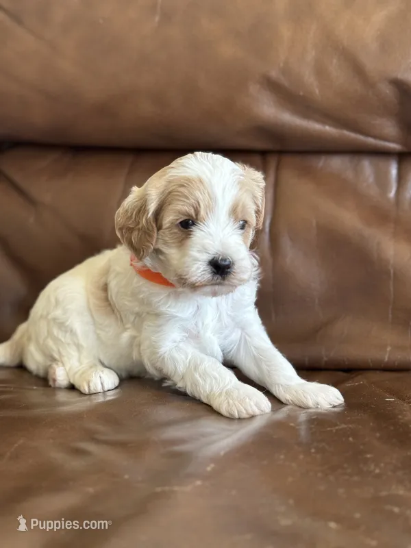 Peter , a male Cavapoo for sale in Ionia, IA – 1 of 5