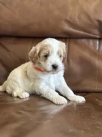 Peter , a male Cavapoo for sale in Ionia, IA – 1 of 5