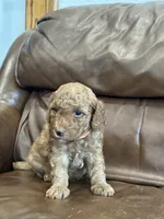 Rusty, a male Miniature Goldendoodle for sale in Ionia, IA – 2 of 5