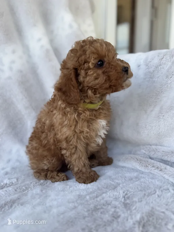 Riddle – Miniature Goldendoodle puppy for sale in Ionia, IA