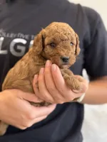 Rebel, a male Miniature Goldendoodle for sale in Ionia, IA – 3 of 5