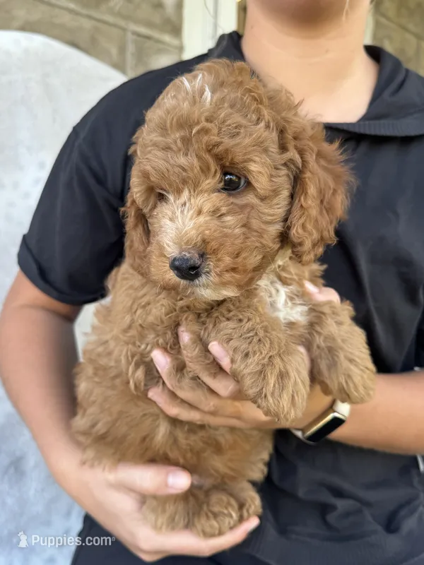 Rascal – Miniature Goldendoodle puppy for sale in Ionia, IA