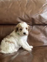 Pansy, a female Cavapoo for sale in Ionia, IA – 4 of 5