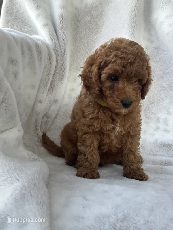 Roxy – Miniature Goldendoodle puppy for sale in Ionia, IA