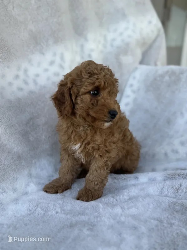 Rebel – Miniature Goldendoodle puppy for sale in Ionia, IA