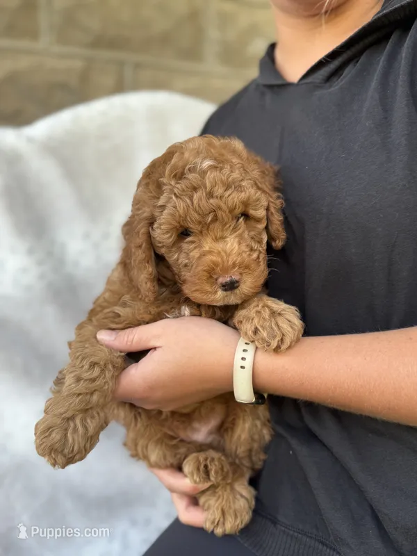 Rusty – Miniature Goldendoodle puppy for sale in Ionia, IA