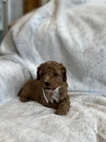 Rascal, a male Miniature Goldendoodle for sale in Ionia, IA – 5 of 7
