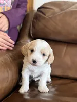 Patti, a female Cavapoo for sale in Ionia, IA – 6 of 6